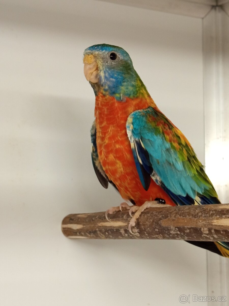 Neofėma modrohlavá - 2