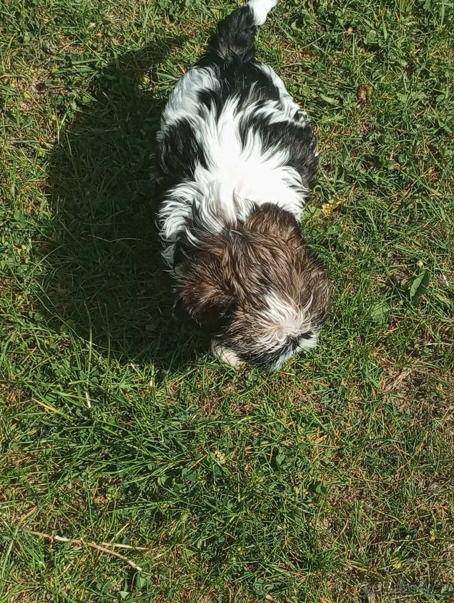 Shih-tzu - 2