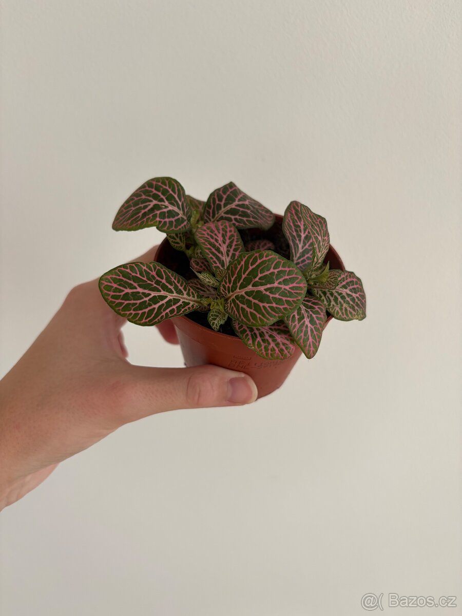 Fittonia - 2