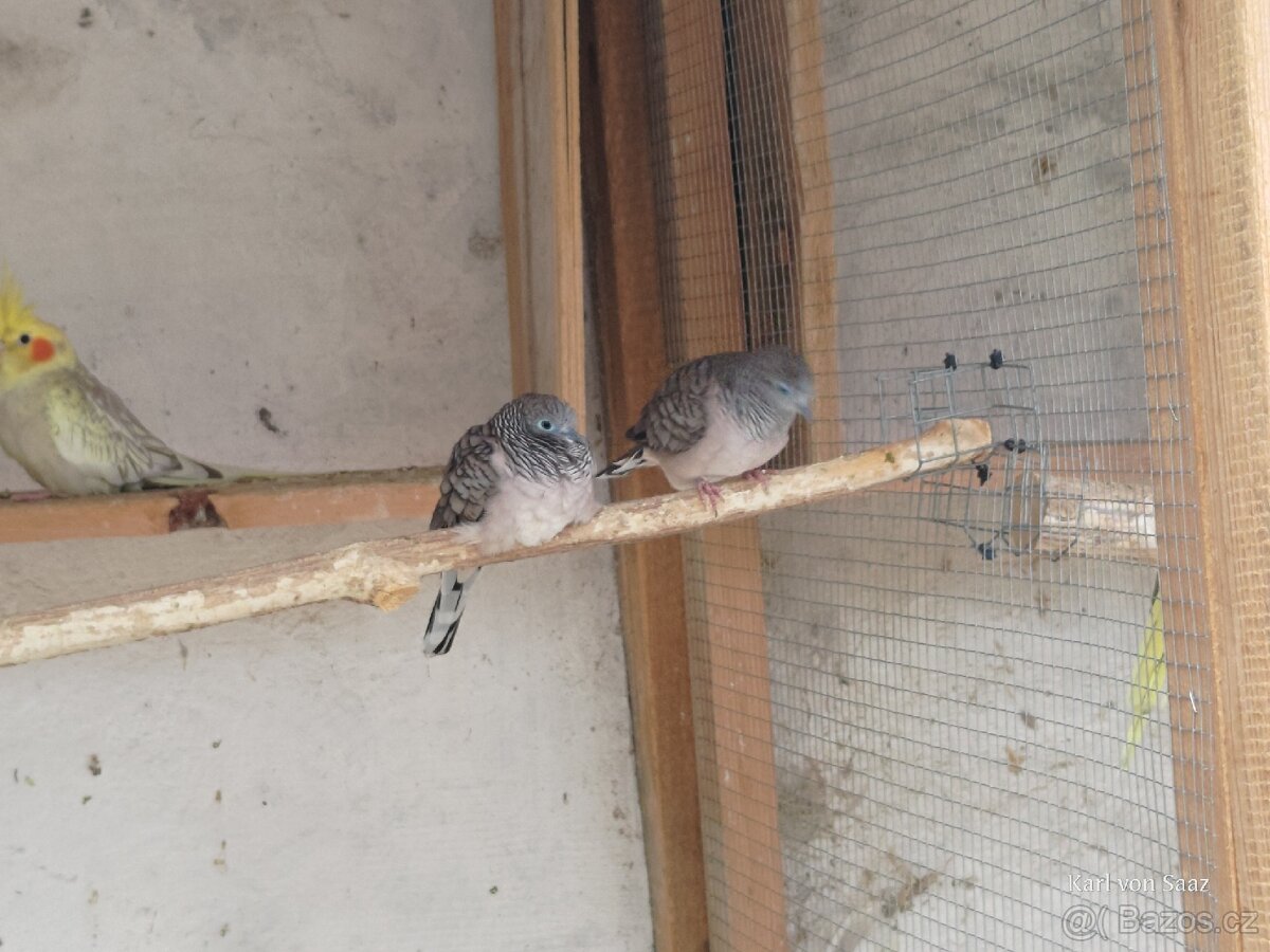 Holoubek mírový - 2