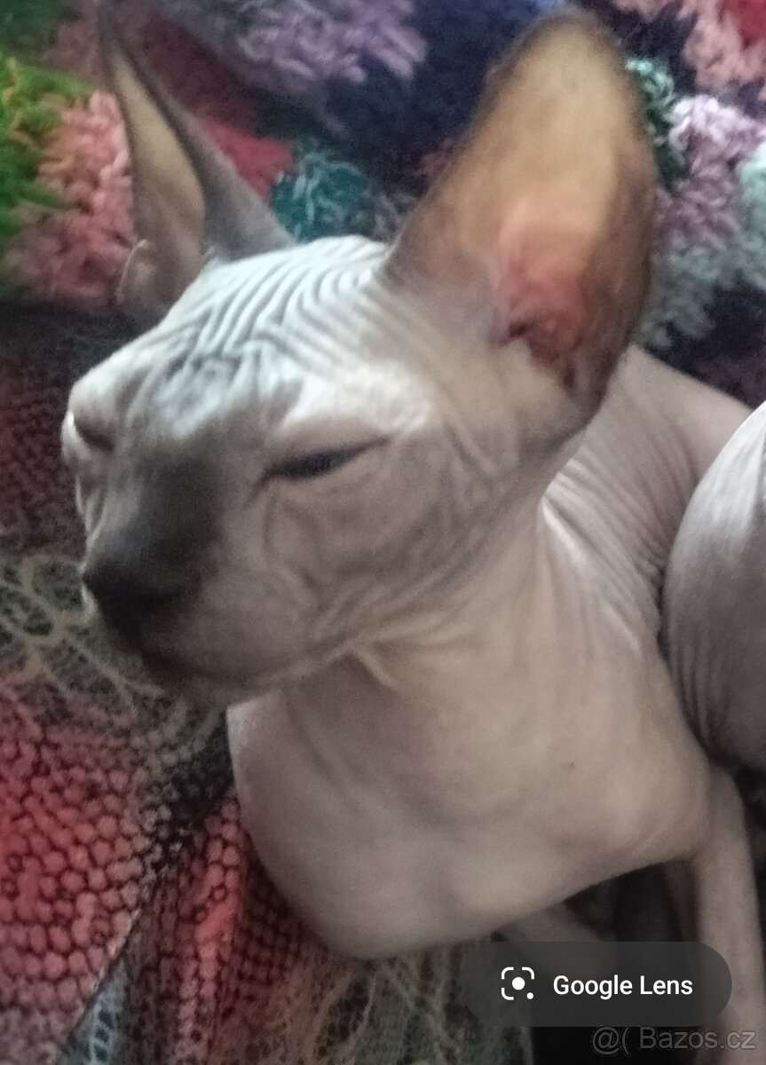 Kanadský sphynx - 2