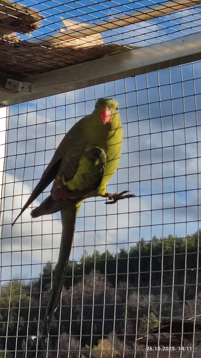 Papoušek horský - 2