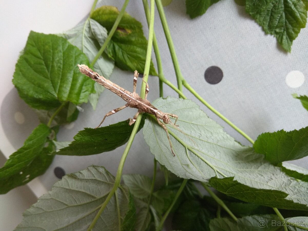 Strašilky, Pakobylky - 2