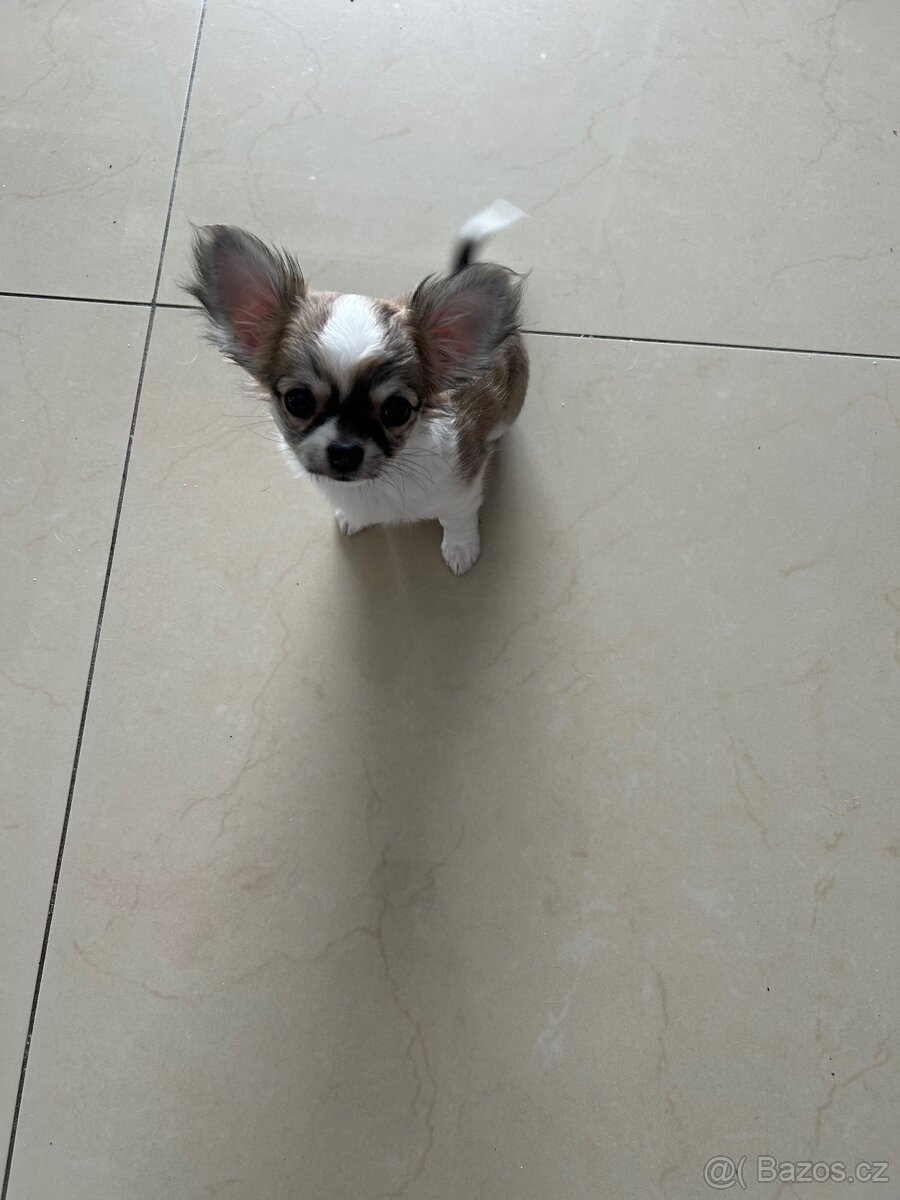 Dlouhosrstá čivava - 2