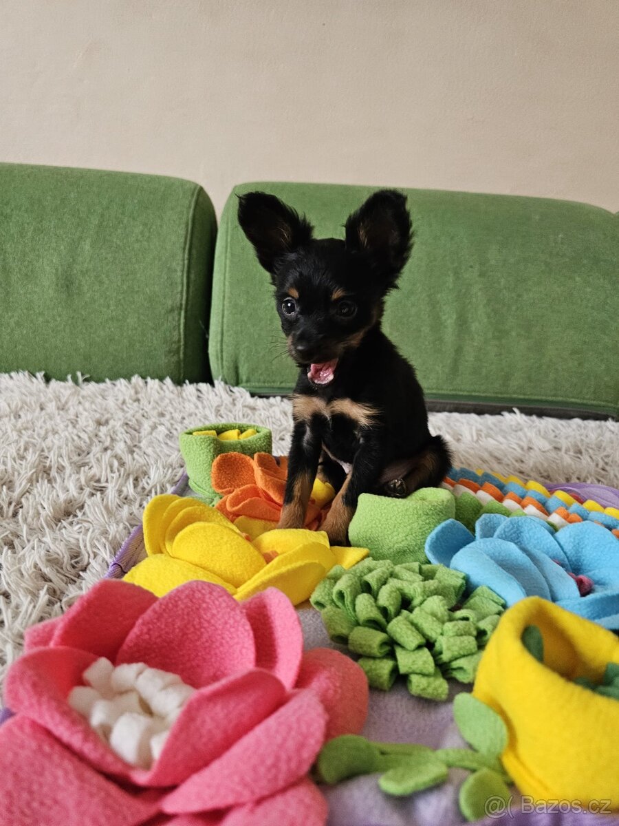 Ruský toy s PP v FCI - 2