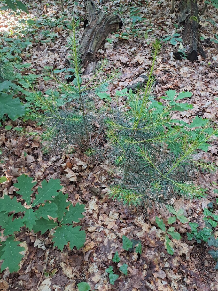 borovice vejmutovka stromky - 2