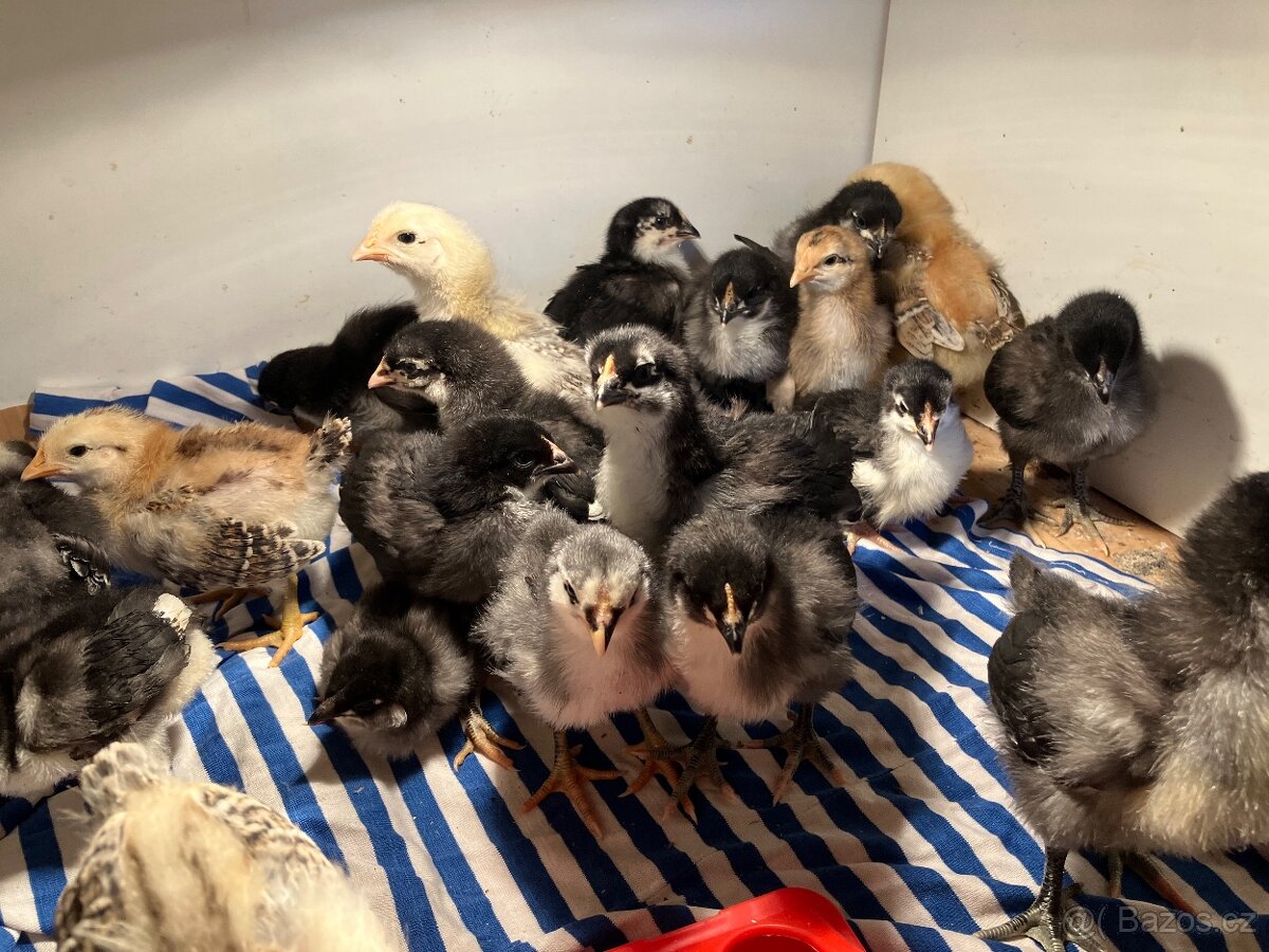 Kuřátka Marans, Australka a mix - 2