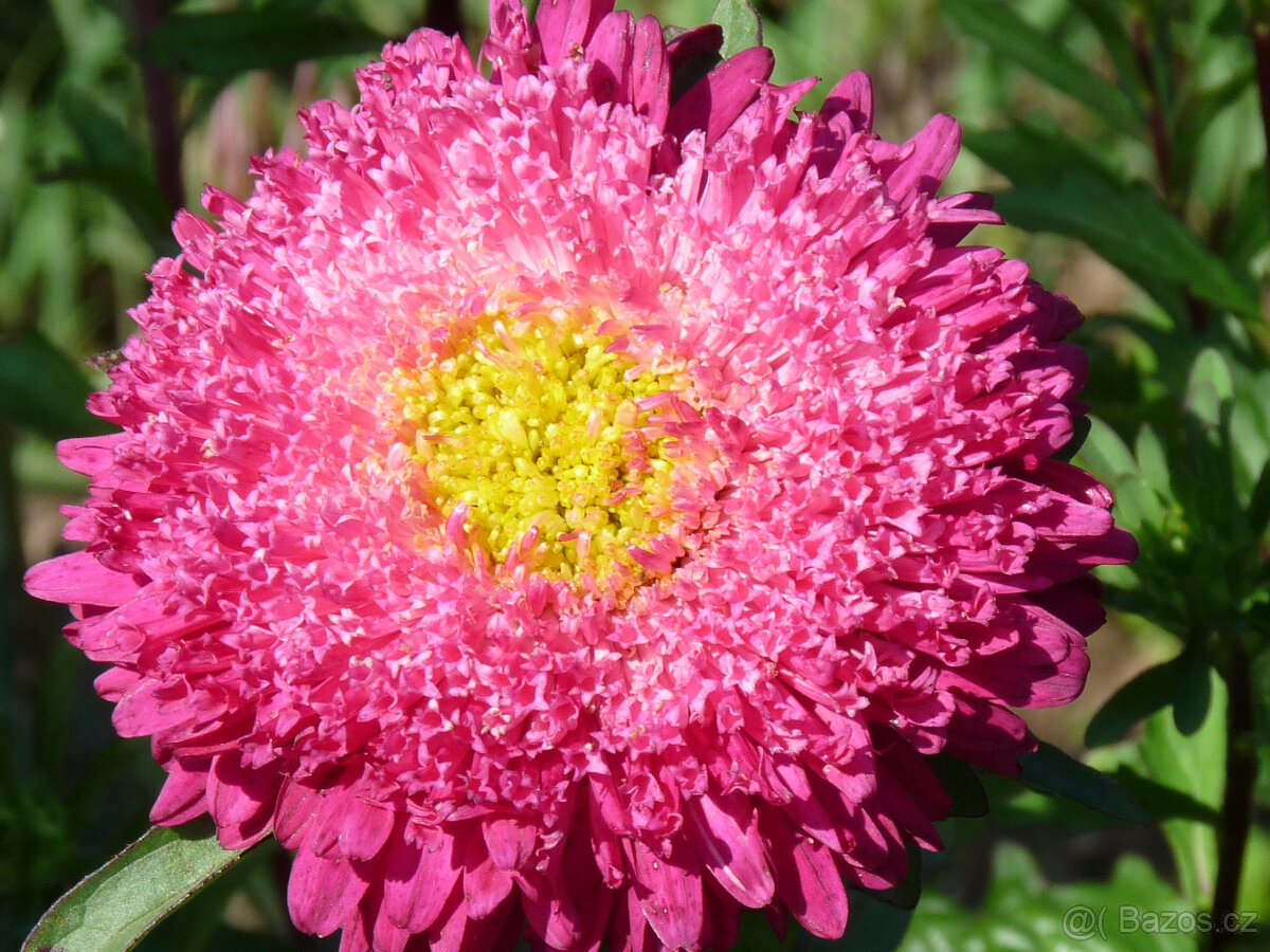 sazenice ASTER, MĚSÍČKU lékařského - 2