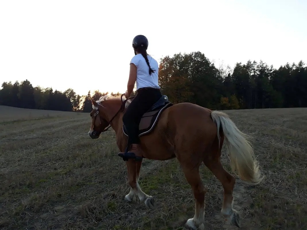 Pronájem Haflinga Rynoltice Liberecký kraj - 2