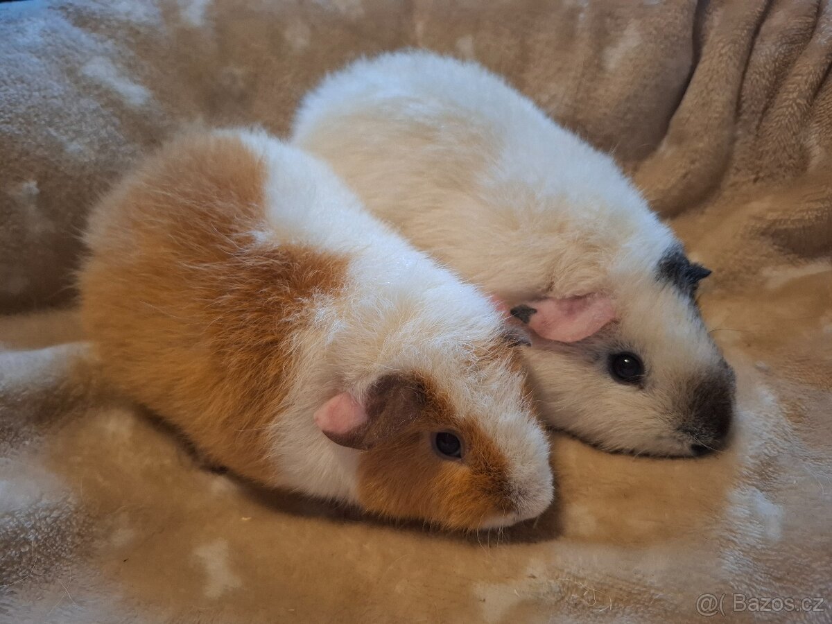 Morče - dvě holčičky US Teddy - 2