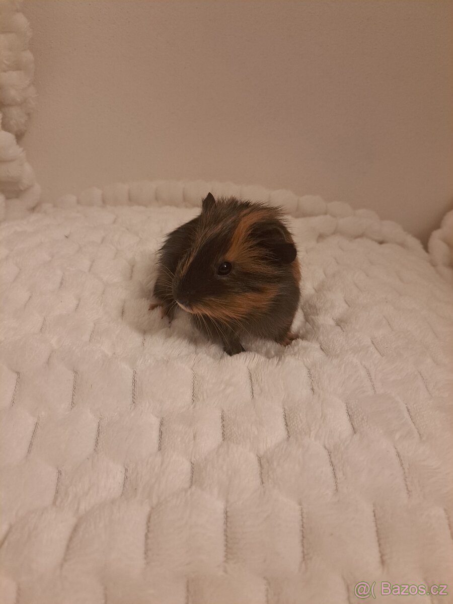 Morče kluk - rezervace - 2