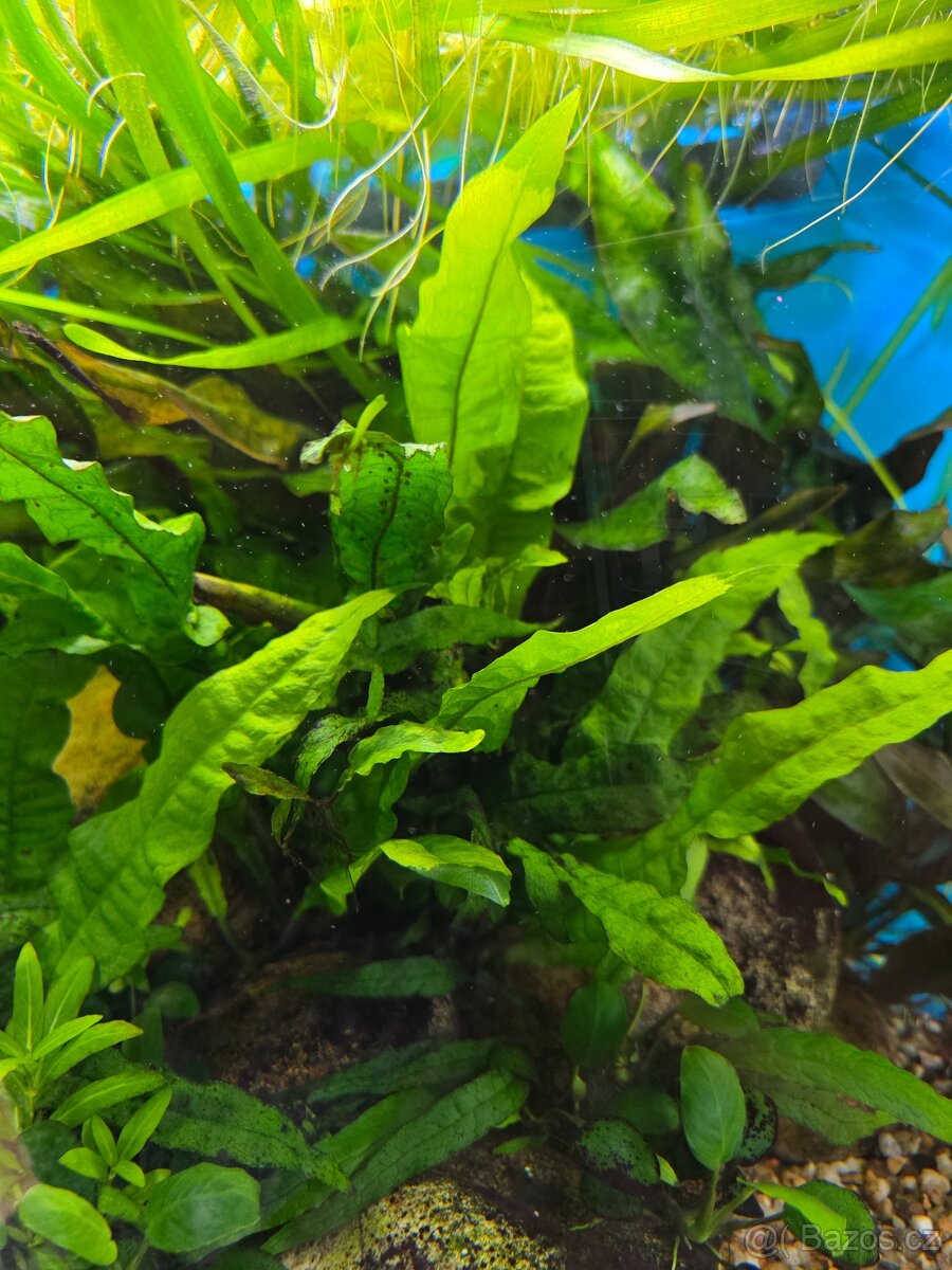 Akvarijní rostlina Microsorium pteropus (hnědovka křídlatá) - 2