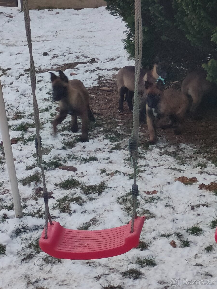 BOM - Belgický ovčák Malinois bez PP - 2