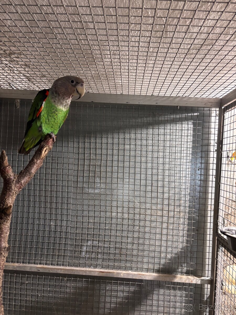 Papoušek kapský fuscikolis - 2