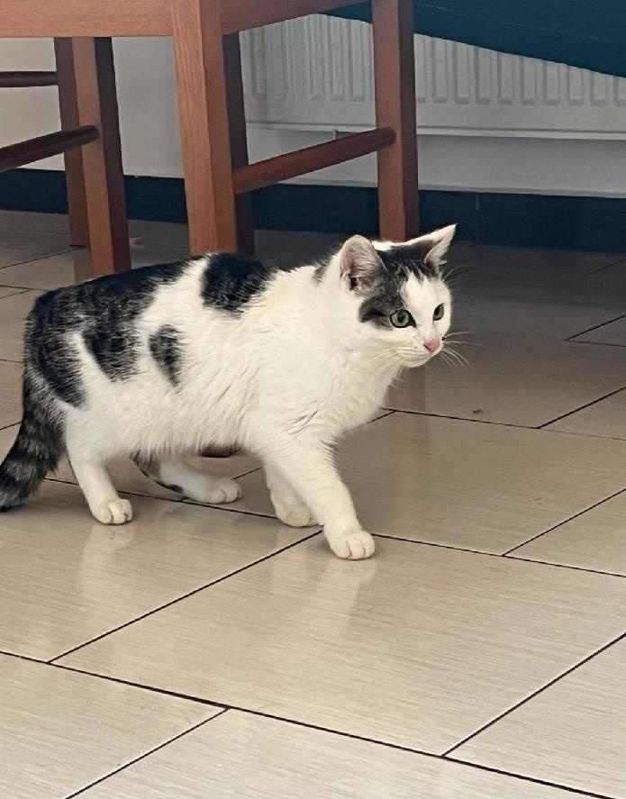 Daruji mladého kocourka - 2