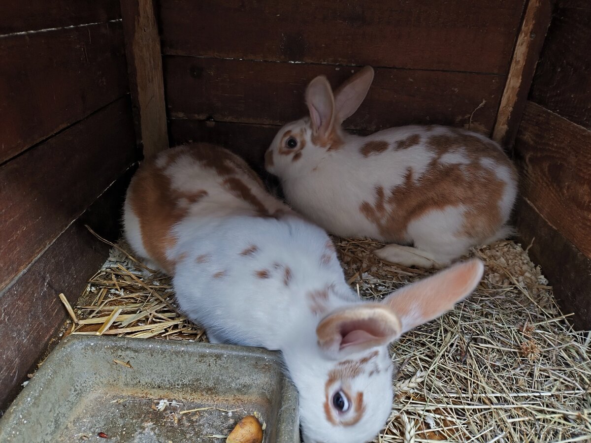 Králík - samice - 2