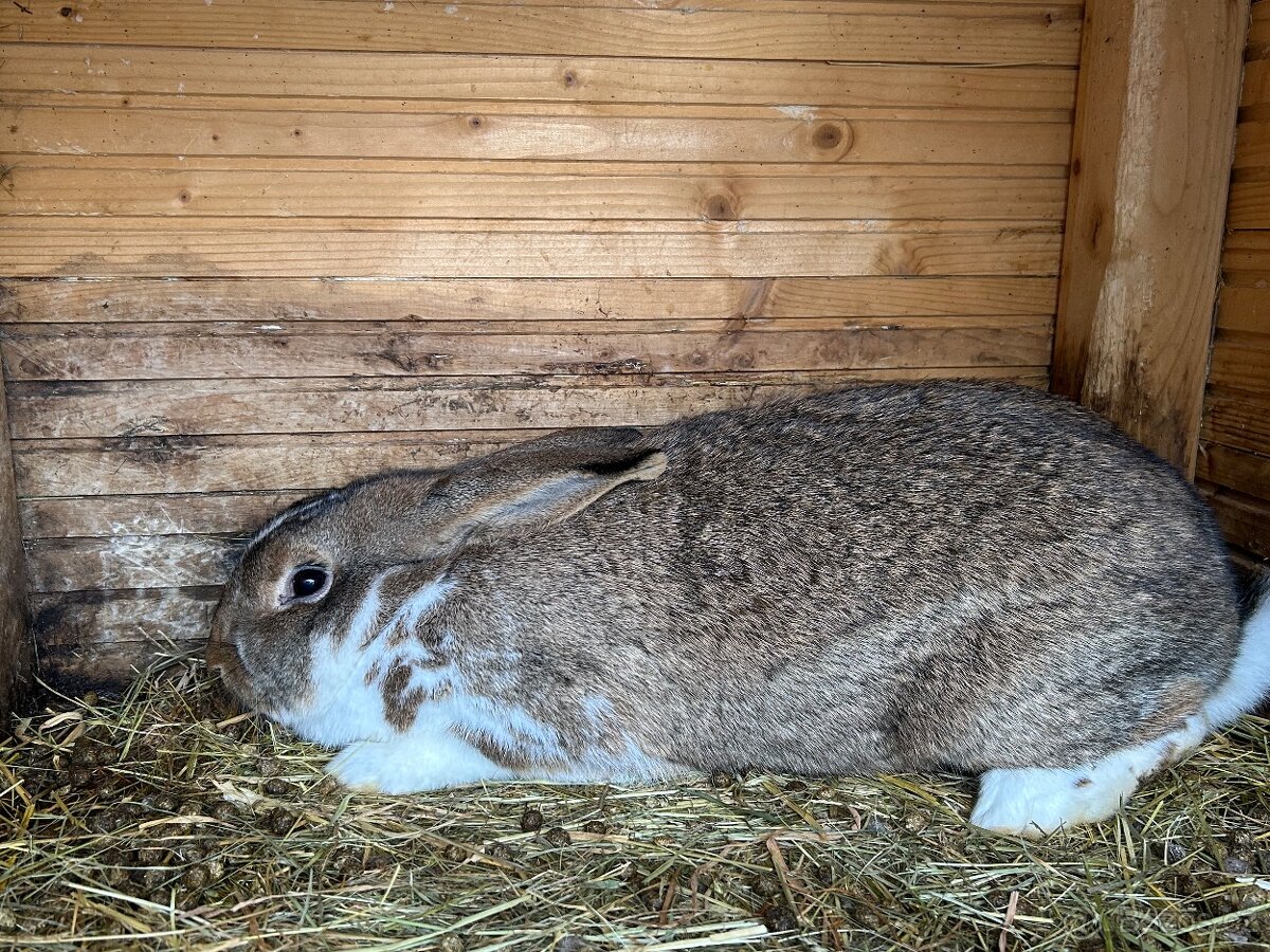 Králík samice - 2