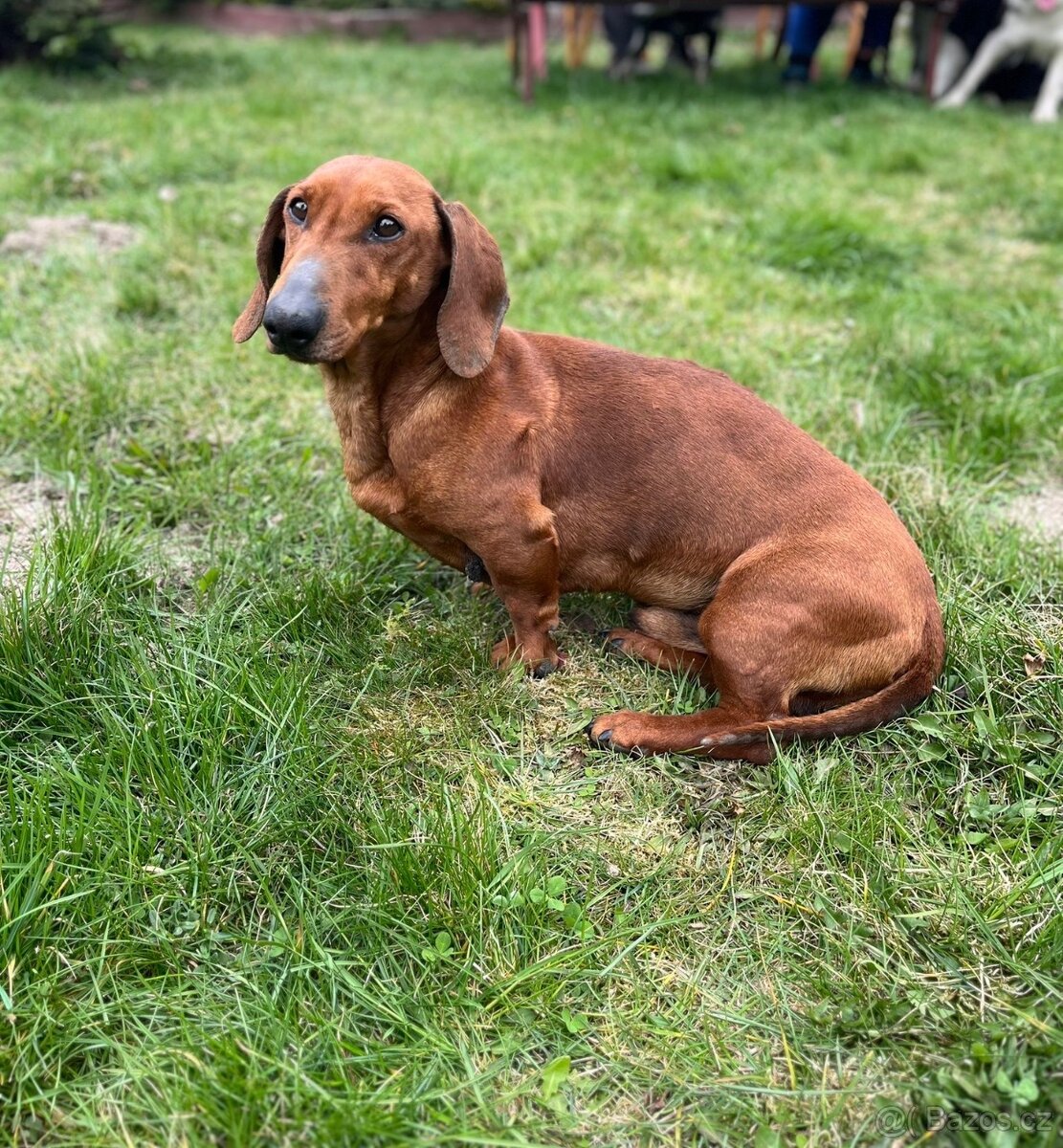 Jezevčík-krátkosrstý s PP - 2