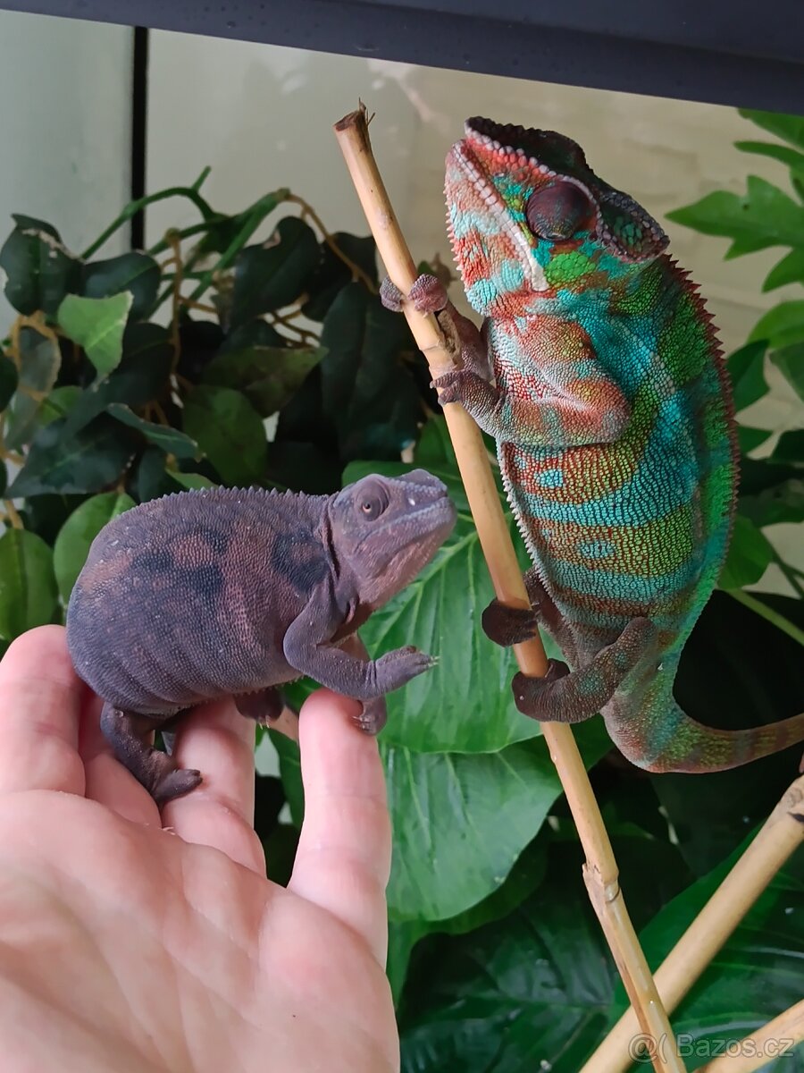 Chameleon Pardálí - 2
