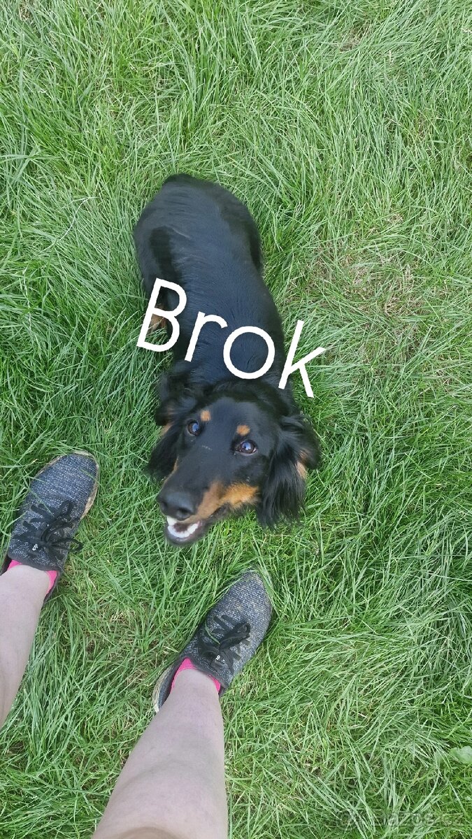 Krytí psem dlouhosrstého jezevčíka standart - 2