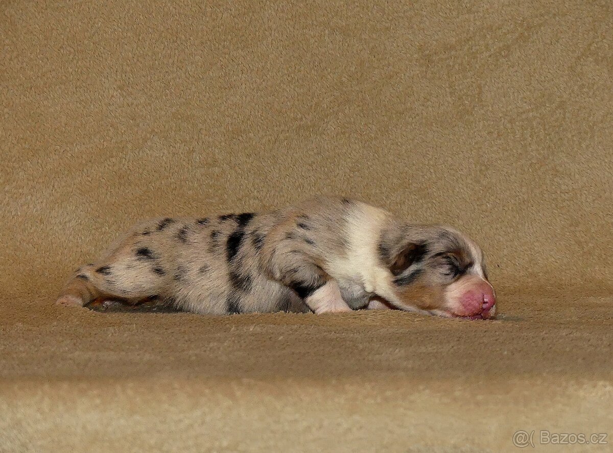 Australský ovčák s PP - štěňata - 2