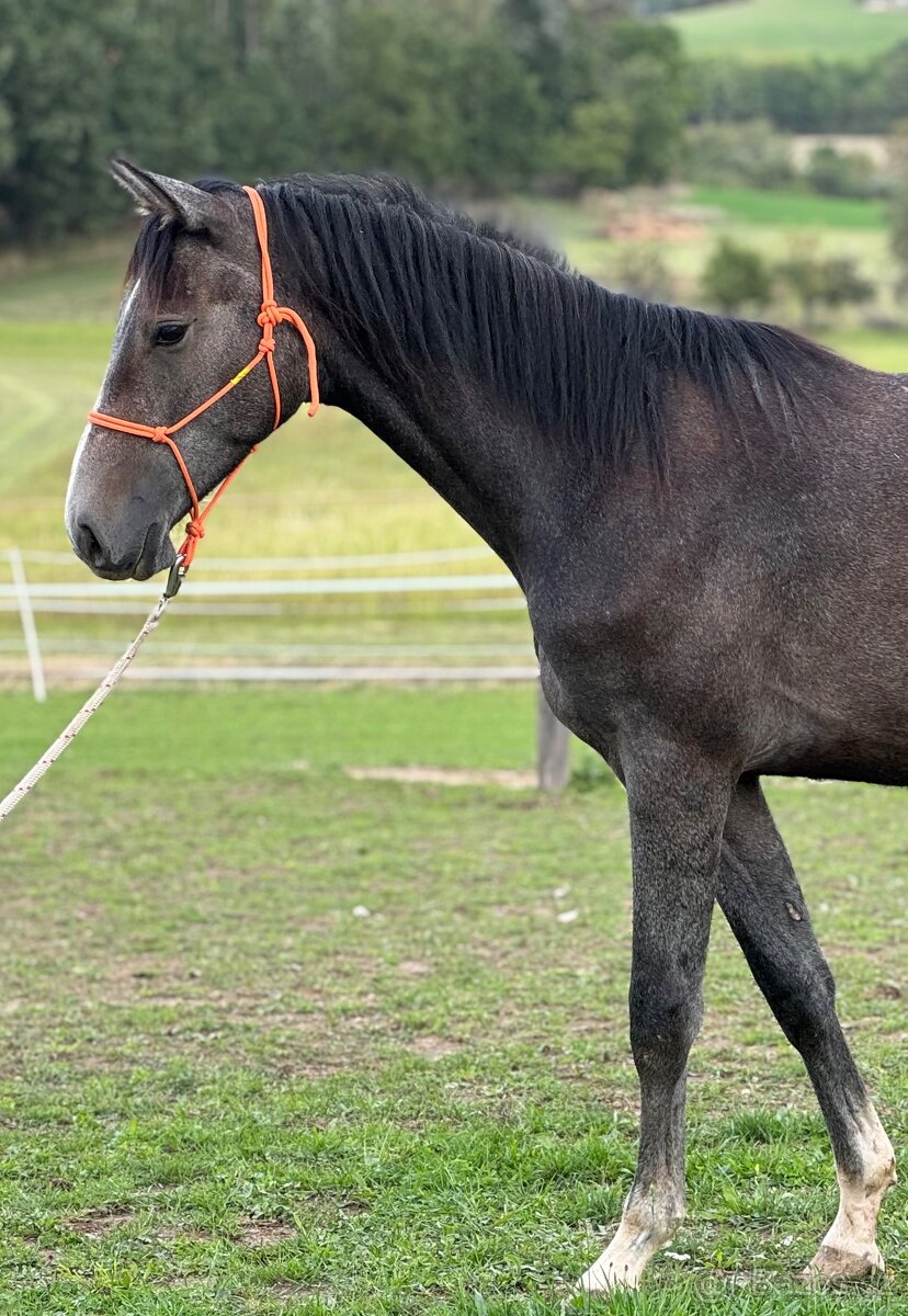 Hřebeček/valášek ČT nar. 3/2024 - 2