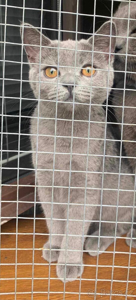 Britská kočička - 2