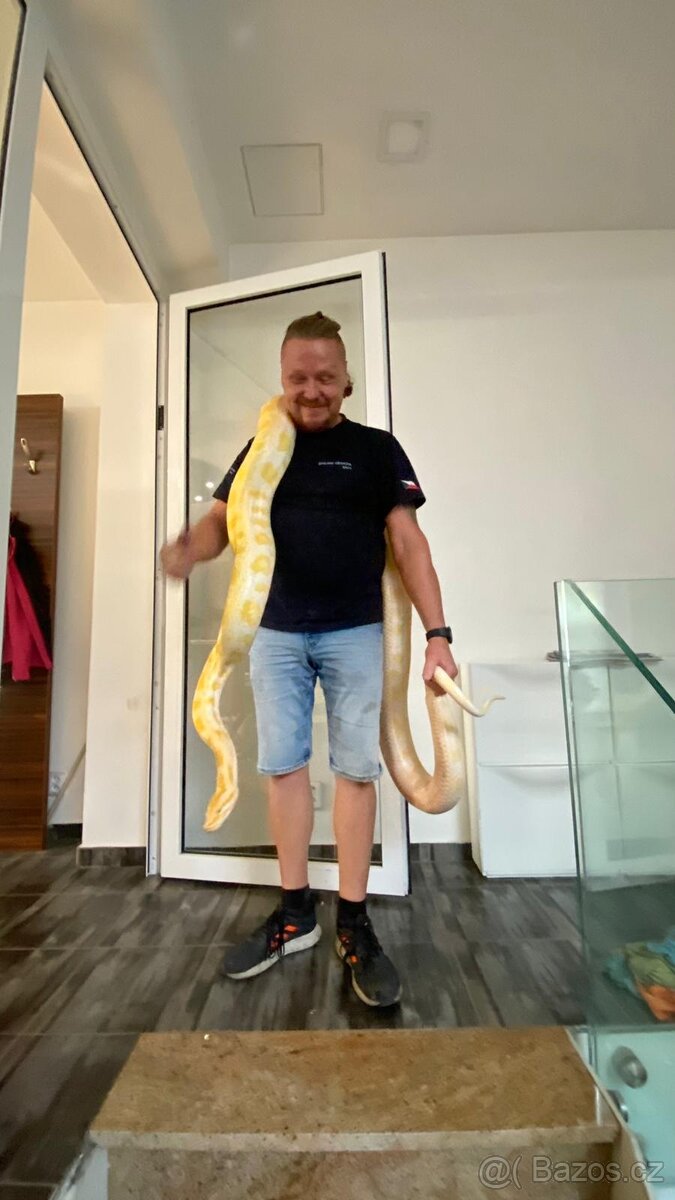 krajta tmava albin - cca 4m - 2