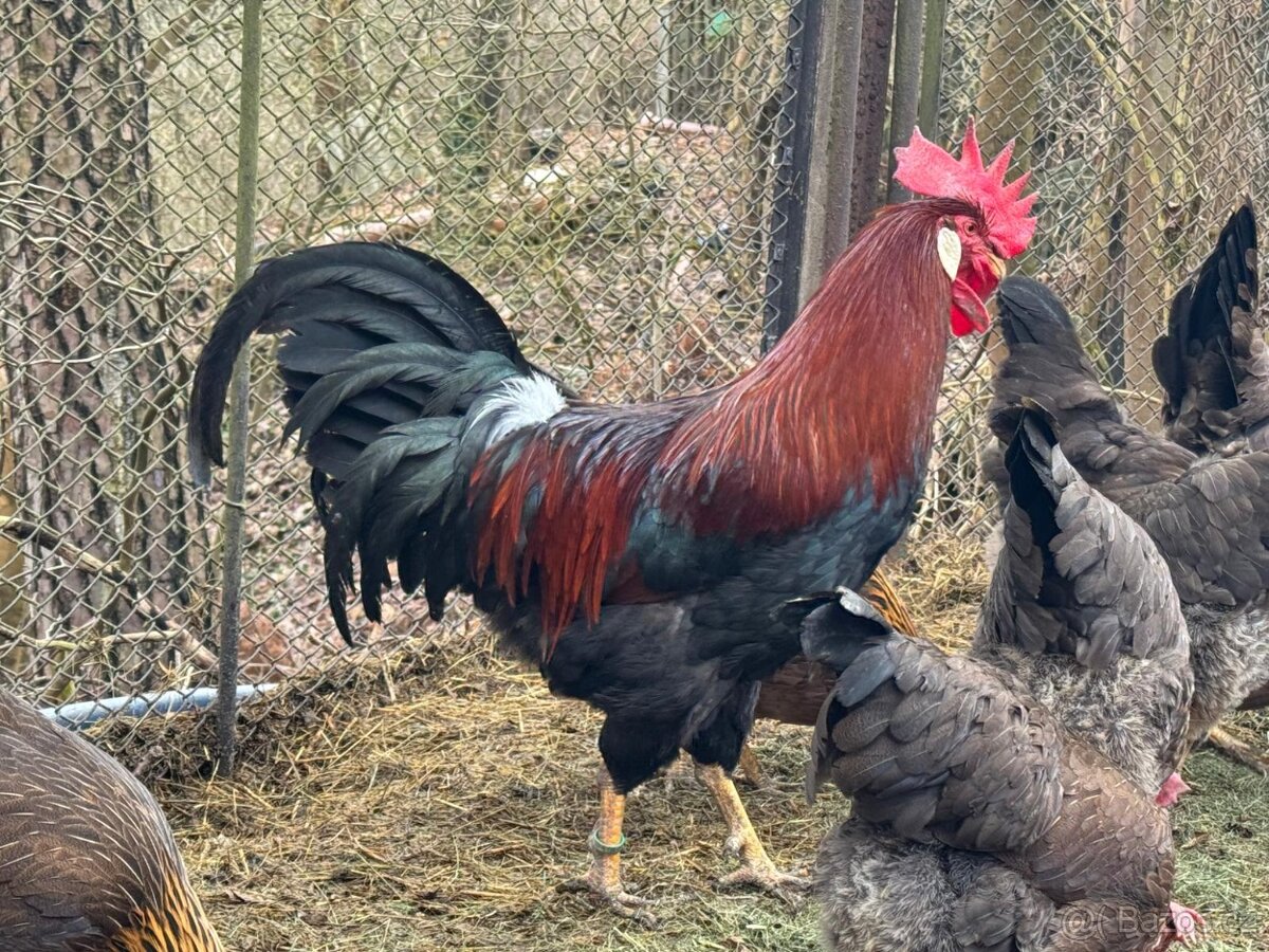 Vlaška koroptví - násadová vejce - 2