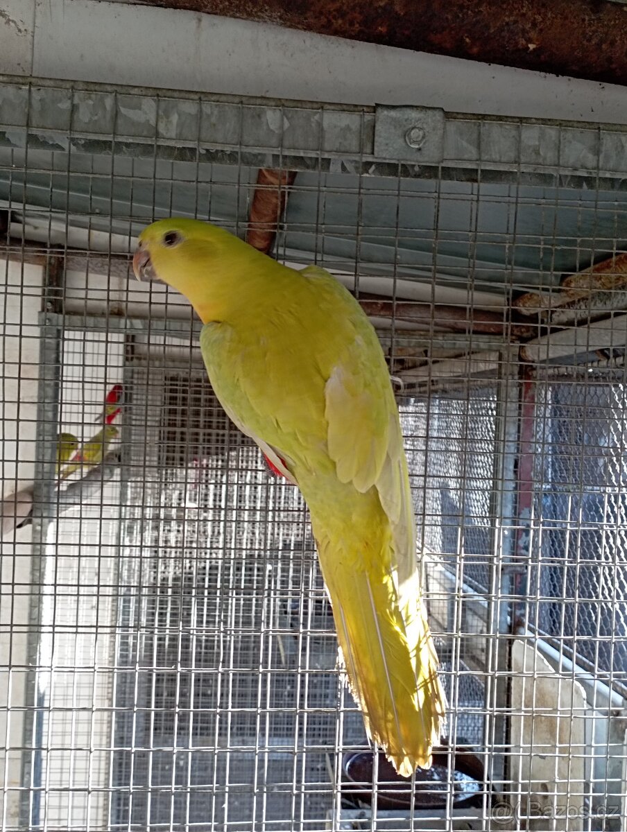 Papoušek královský žlutý - 2