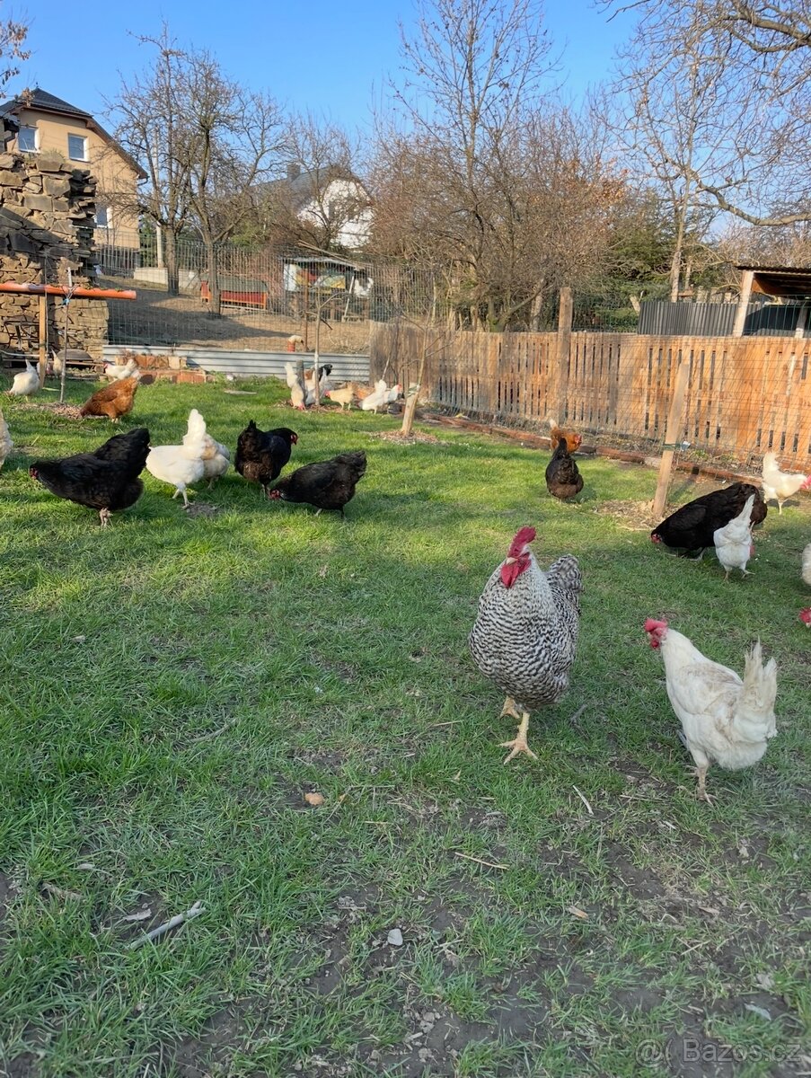 Domácí vajíčka - 2