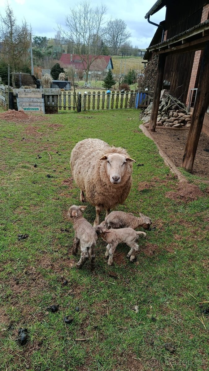Prodám jehňata. - 2