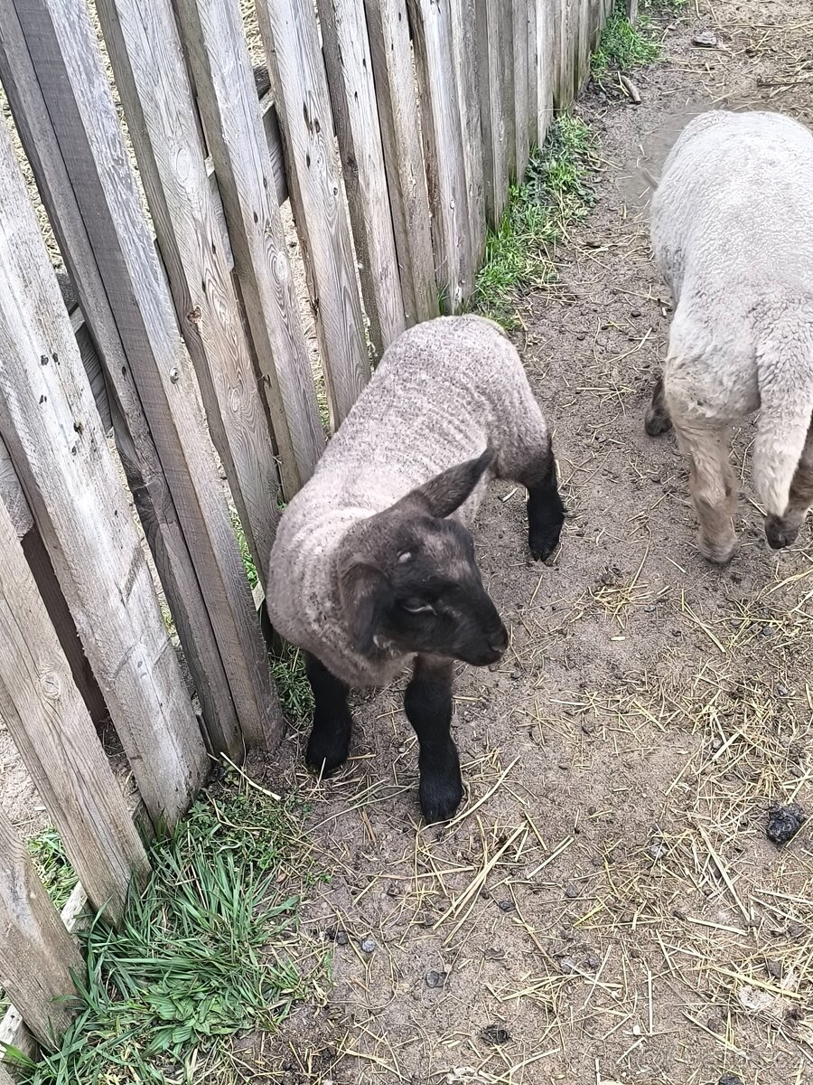 Prodám beránka - 2