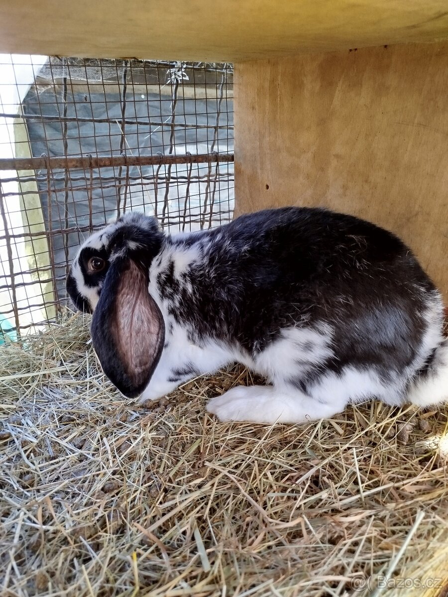 Francouzský beran - 2