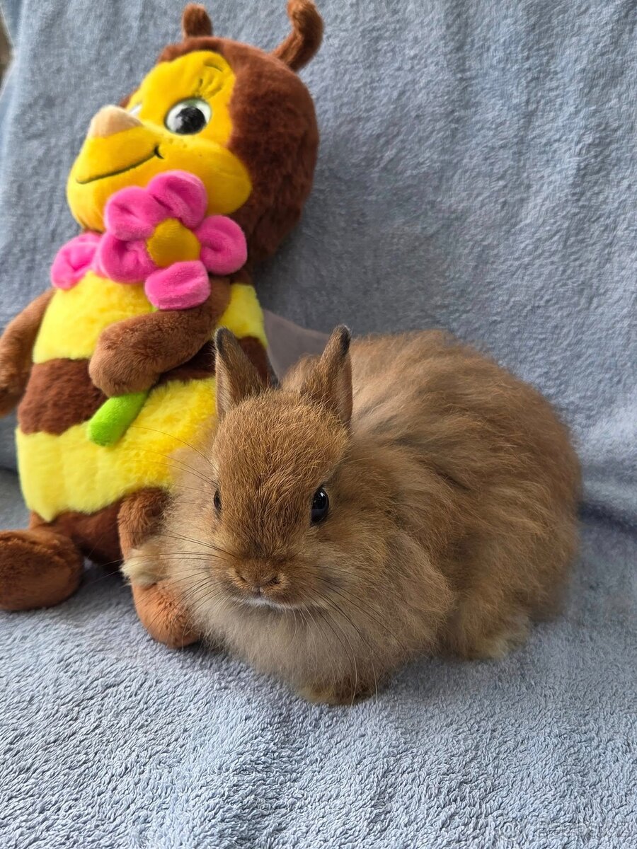 Nádherní liščí králíčci k odběru - 2