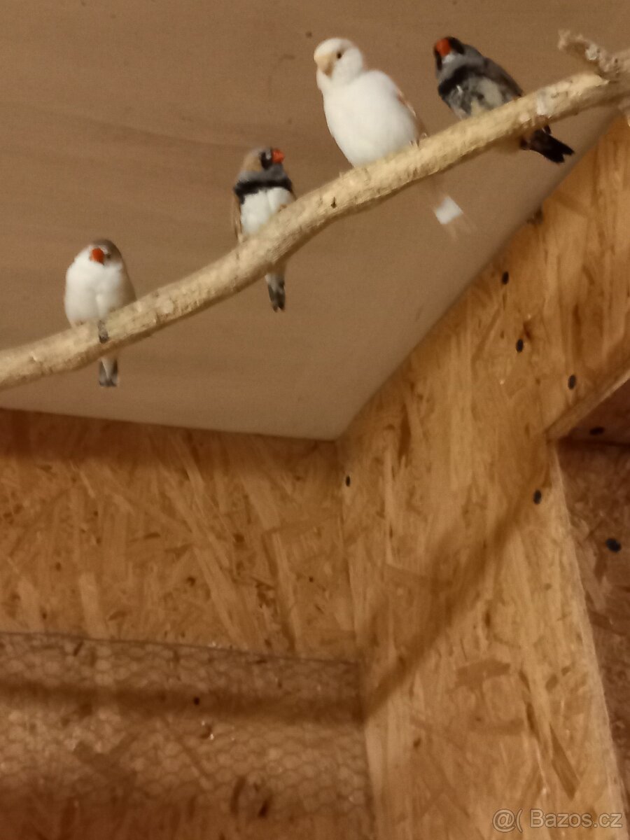 Neoféma Tyrkysová - 2