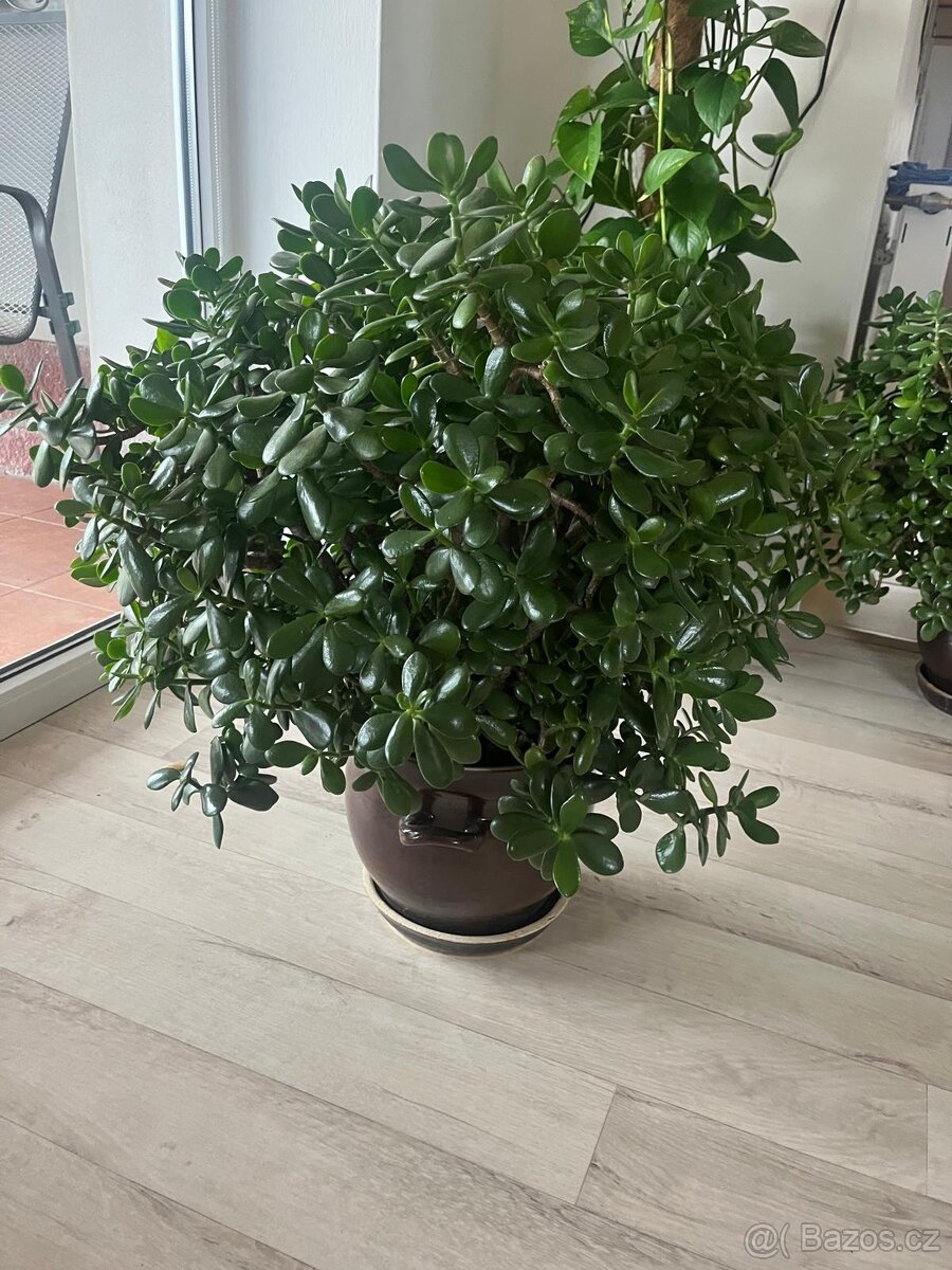 Velká zdravá tlustice - 2