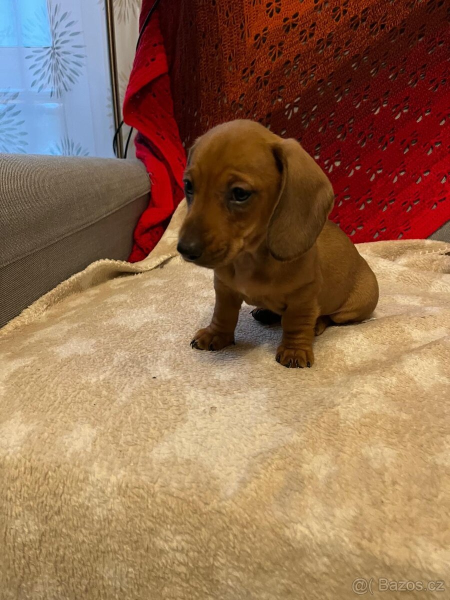 Jezevčík trpasličí krátkosrstý - 2