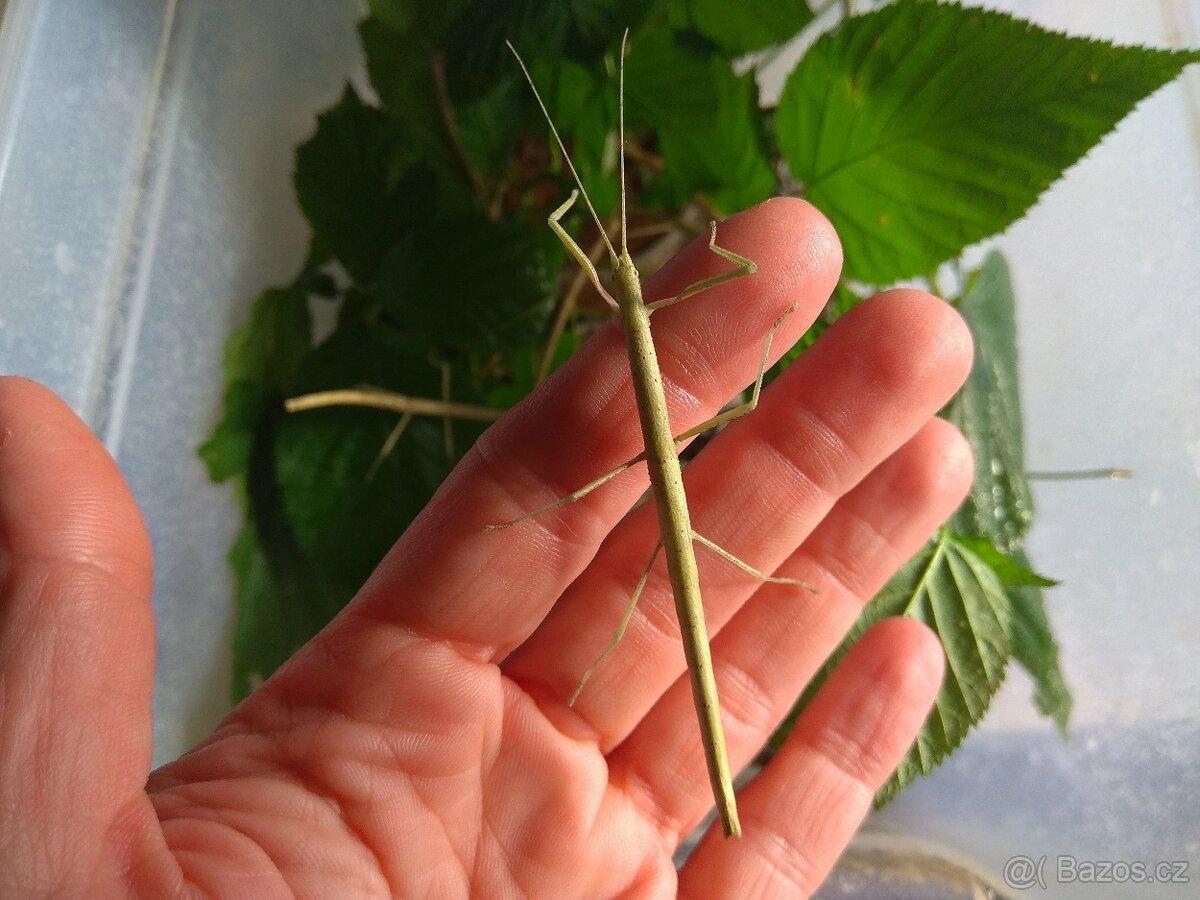 Strašilky, Pakobylky aktuální - 2