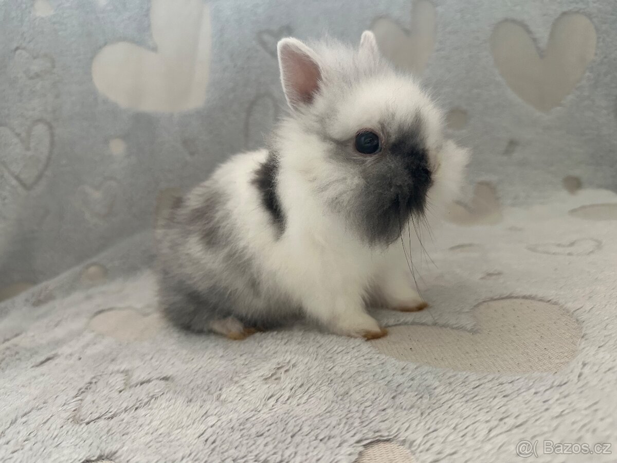 Zakrslý králíček lvíček - 2