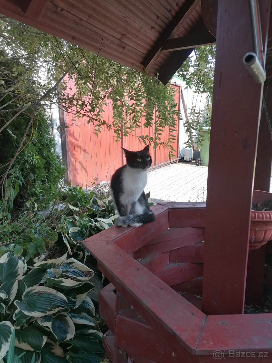 Daruji kocoura a kočku - 2