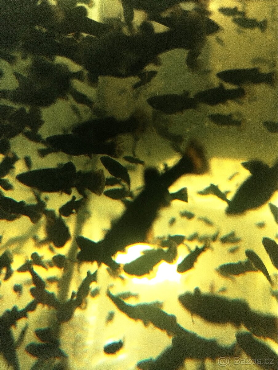 Black Molly - 2