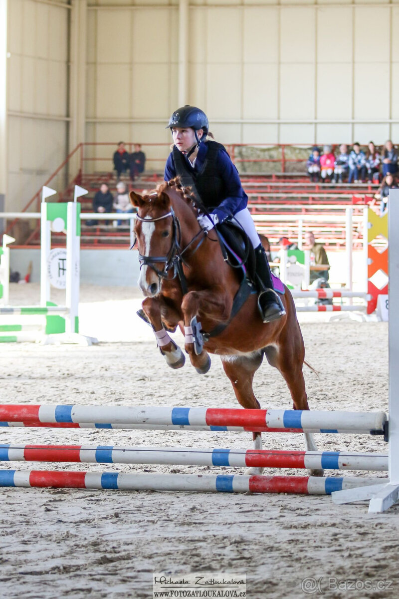 sportovní , chovná a školní kobylka - 2