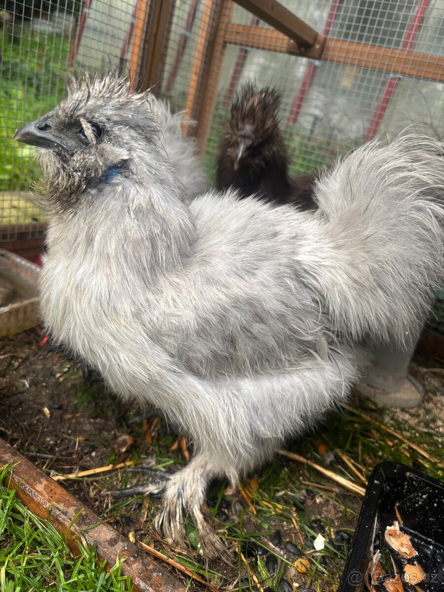 Prodám 2 kohoutky Hedvábničky - 2