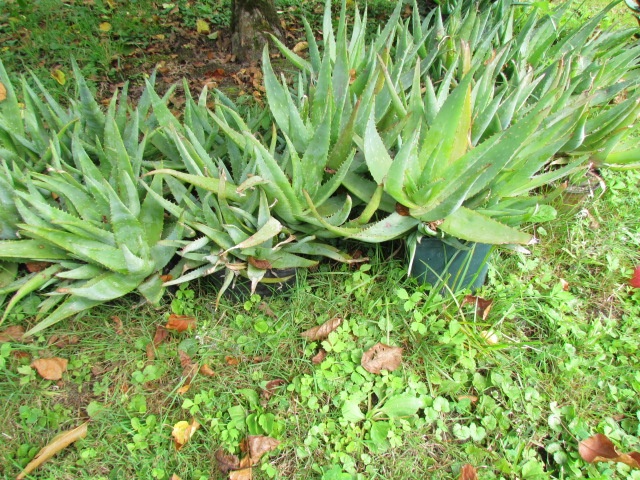 Prodám 20 rostlin léčivé Aloe vera - 2