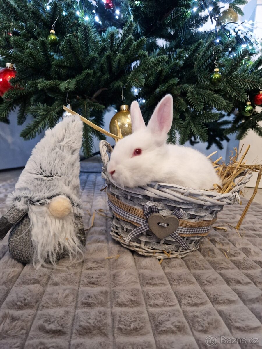 Zakrslí králíčci - 2