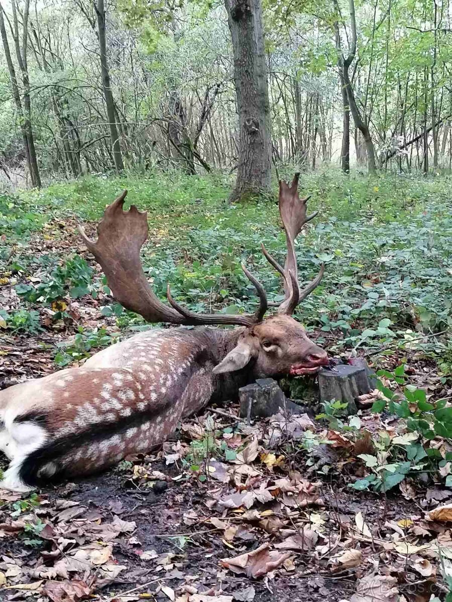 Polovačka v maďarsku - 2