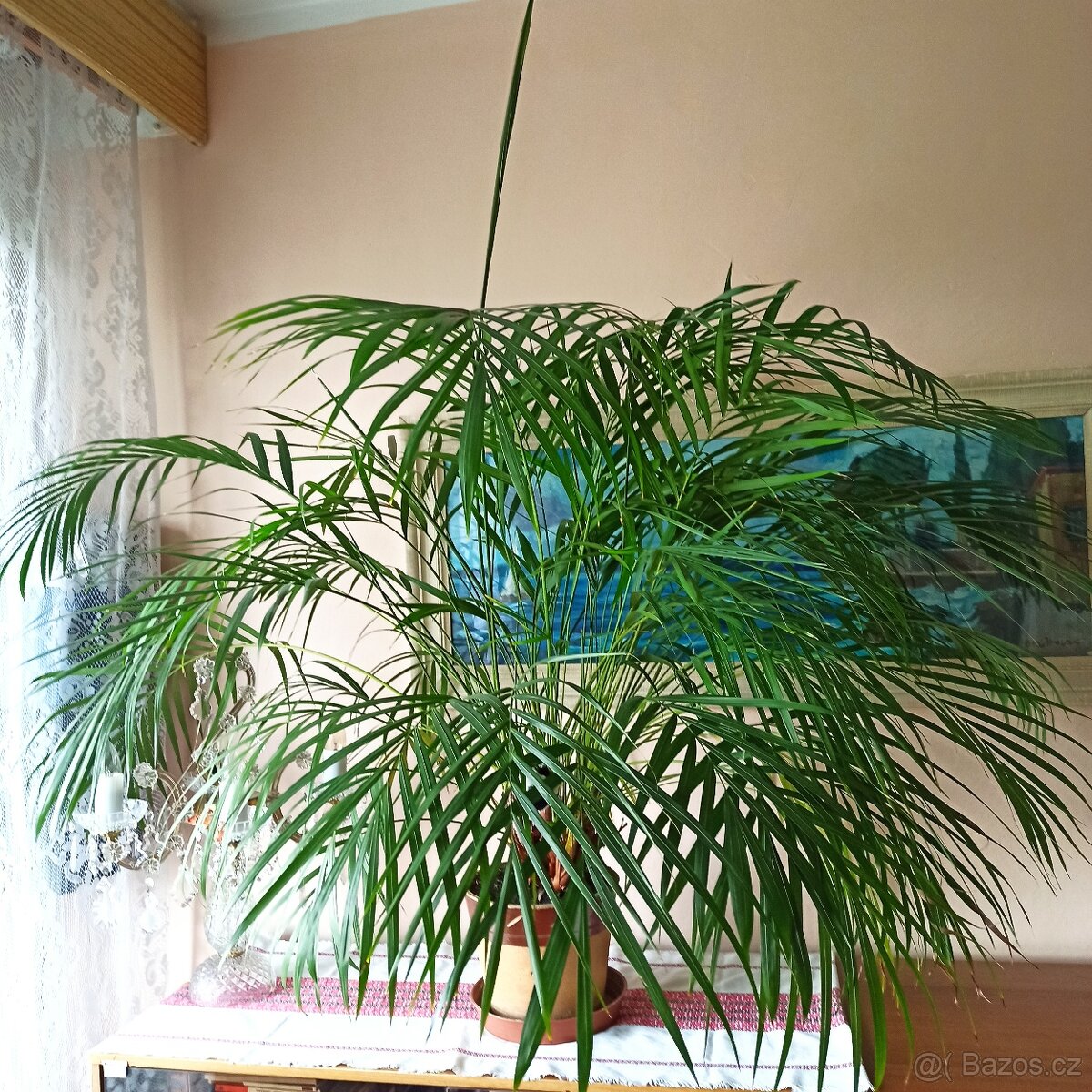 Prodám palmu - 2