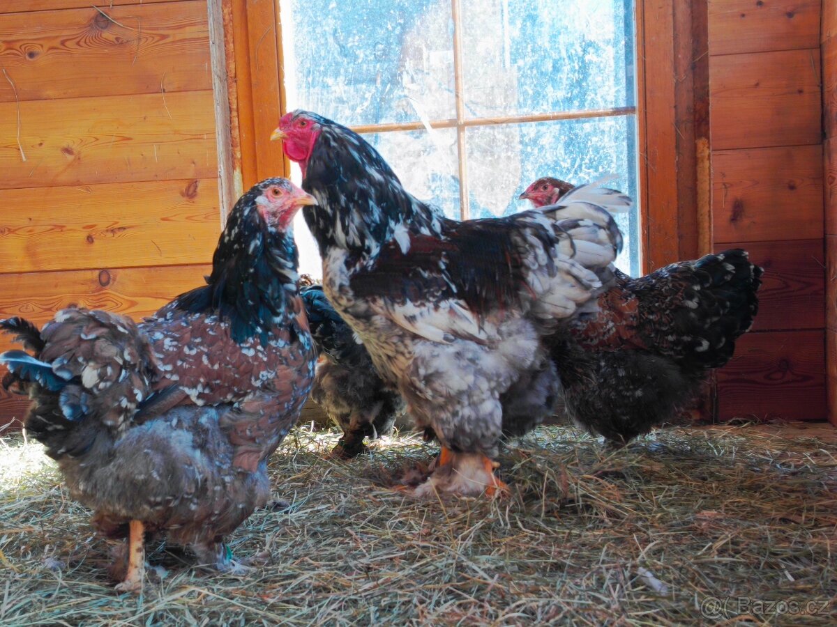 Brahmanka velká - 2