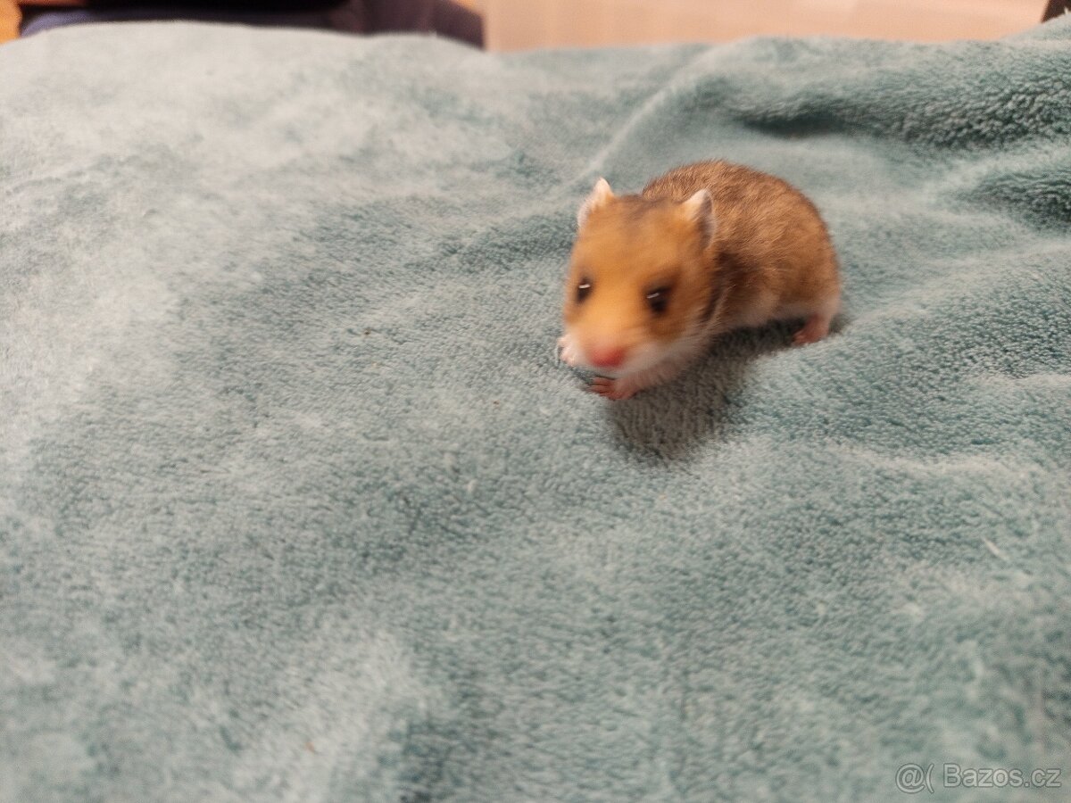 Křeček syrský mláďata - 2